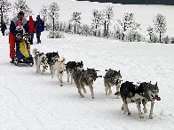 2003 schlittenhunde014.jpg